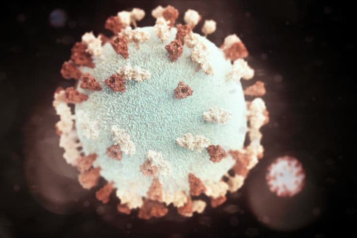 Kemenkes Konfirmasi 23 Kasus Hantavirus di RI, WHO Pastikan Tak Berpotensi Pandemi
